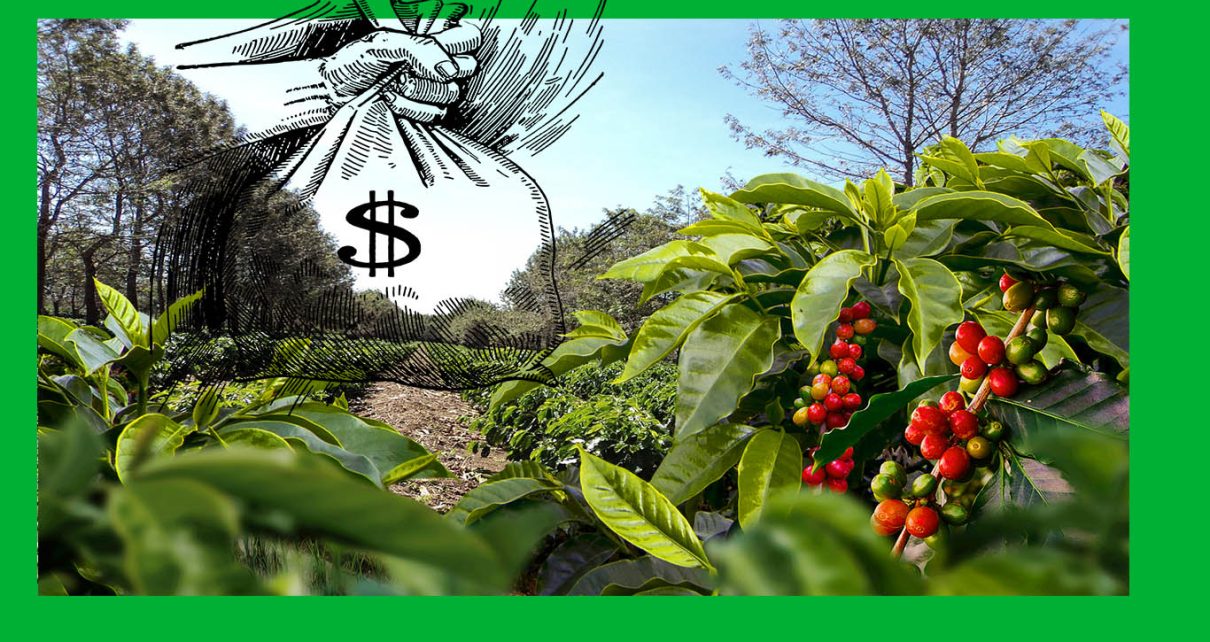 Exportações de café conilon estão em destaque; veja os motivos fotos e desenho pixabay