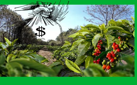 Exportações de café conilon estão em destaque; veja os motivos fotos e desenho pixabay