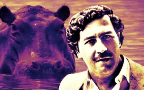 HIPOPÓTAMOS DE COCAÍNA: Trazidos para a Colômbia pelo traficante Pablo Escobar há 40 anos, a 'espécie invasora' está se reproduzindo fora de controle e começou a atacar as pessoas