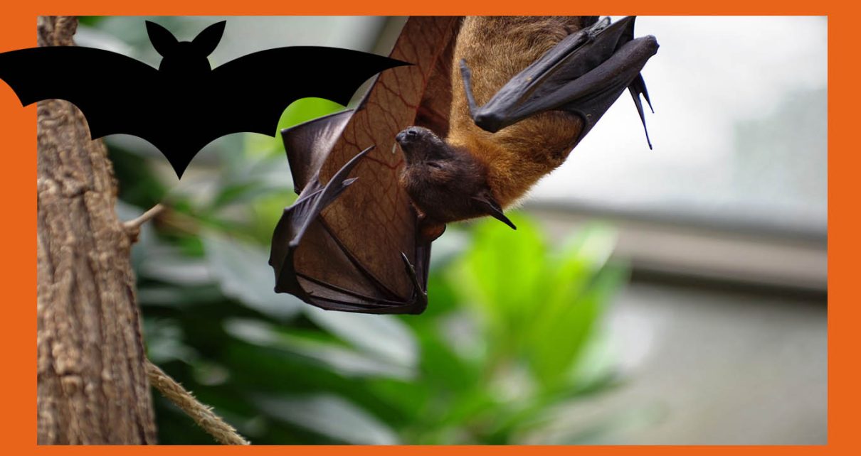 Mudanças climáticas levam morcegos vampiros da América Latina para os Estados Unidos