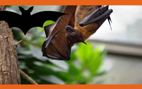 Mudanças climáticas levam morcegos vampiros da América Latina para os Estados Unidos