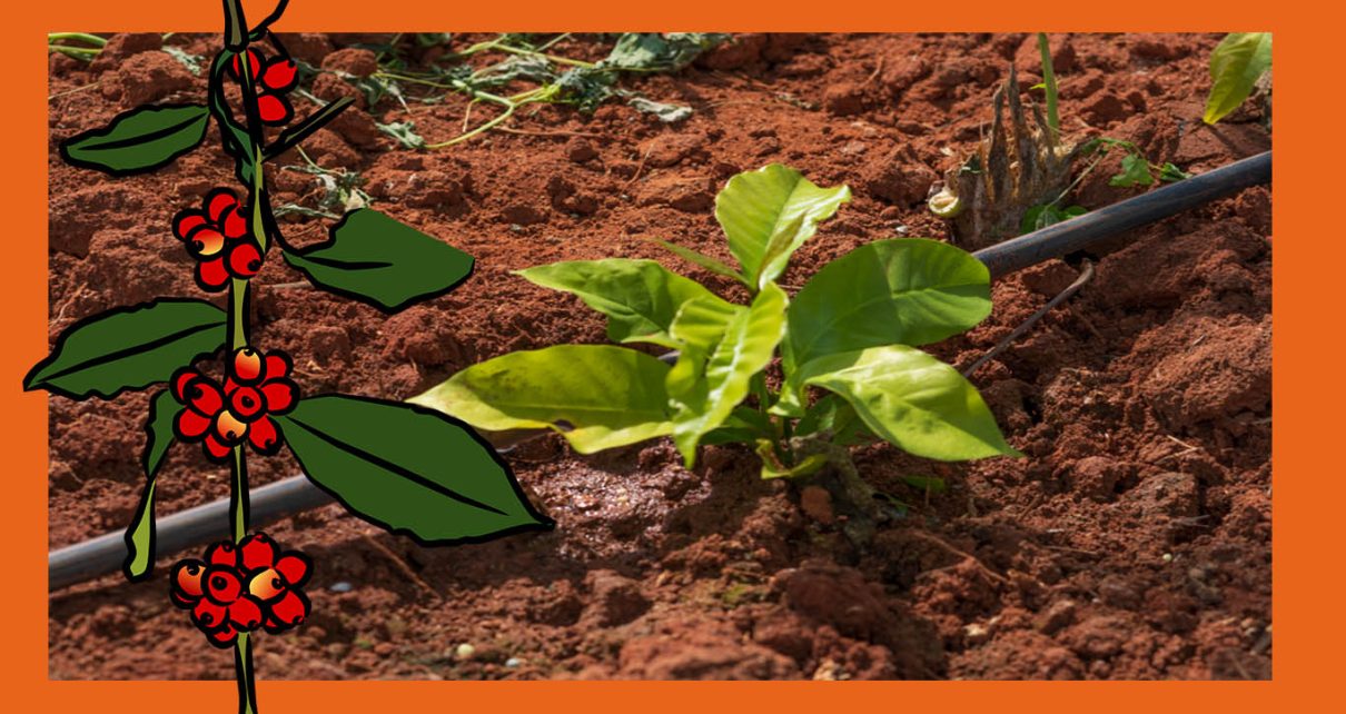 elidio torezani hydra Cafeicultura - Engenheiro dá dicas de preparação do solo para o plantio do café divulgação
