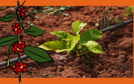 elidio torezani hydra Cafeicultura - Engenheiro dá dicas de preparação do solo para o plantio do café divulgação