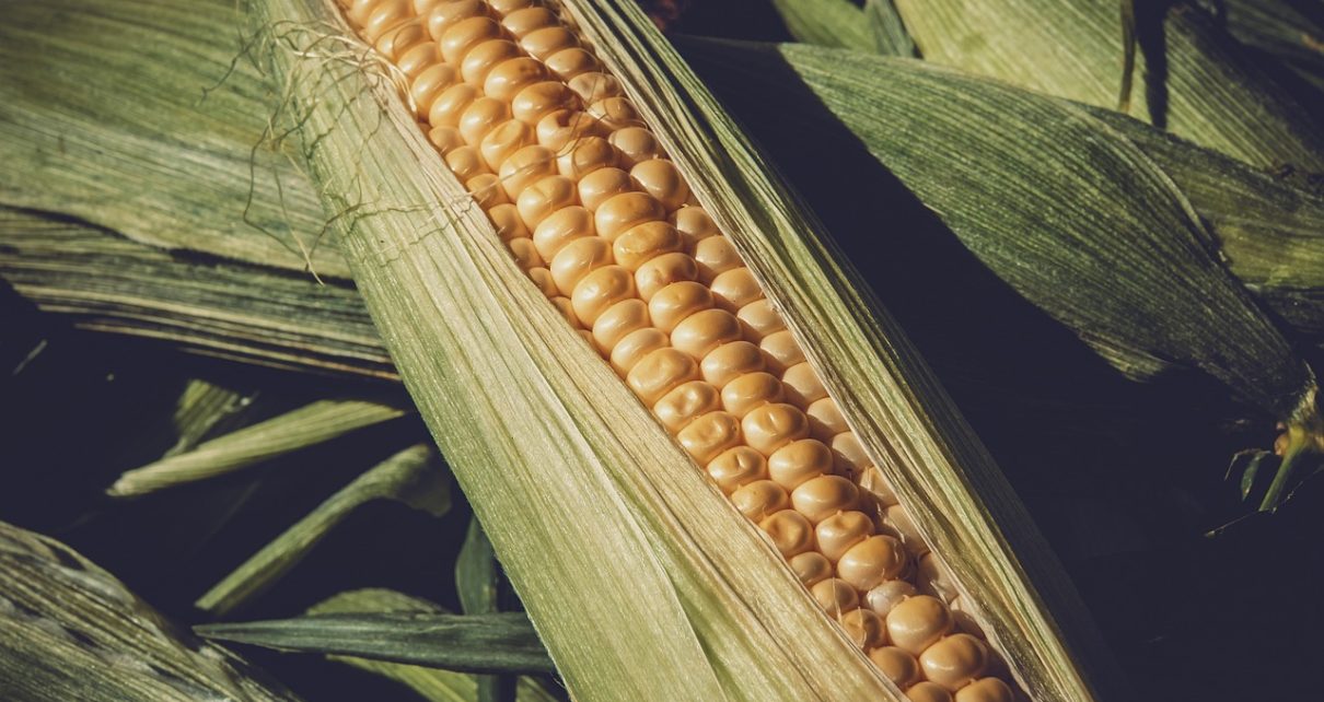 MILHO - Projeções apontam retração de quase 15% na colheita do milho