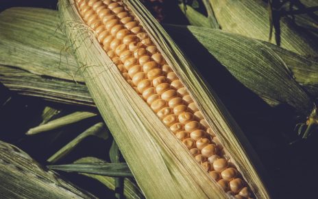 MILHO - Projeções apontam retração de quase 15% na colheita do milho
