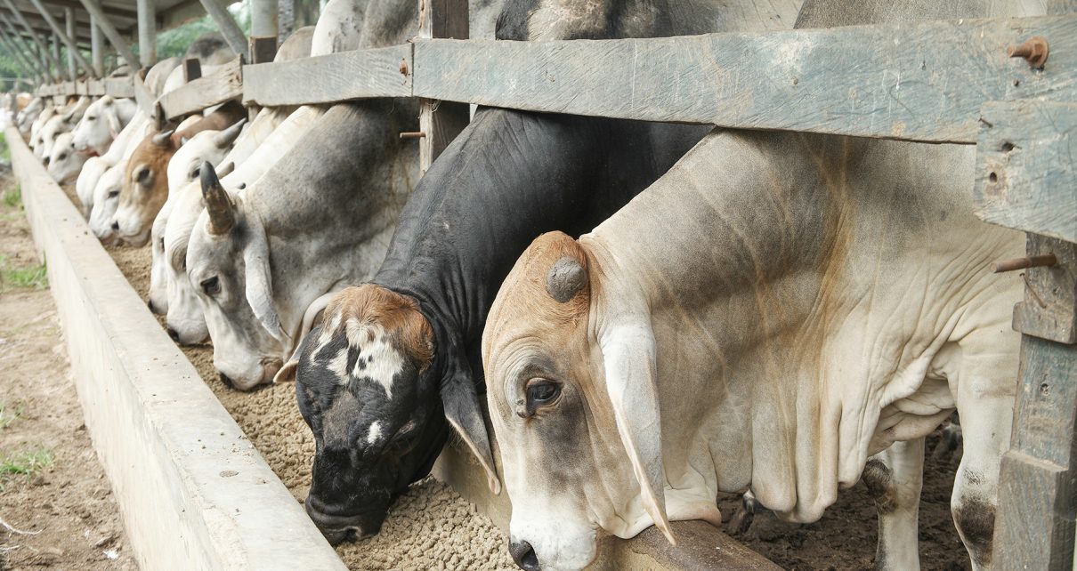Pneumonia é vilã do bem-estar dos bovinos nos períodos de baixa temperatura