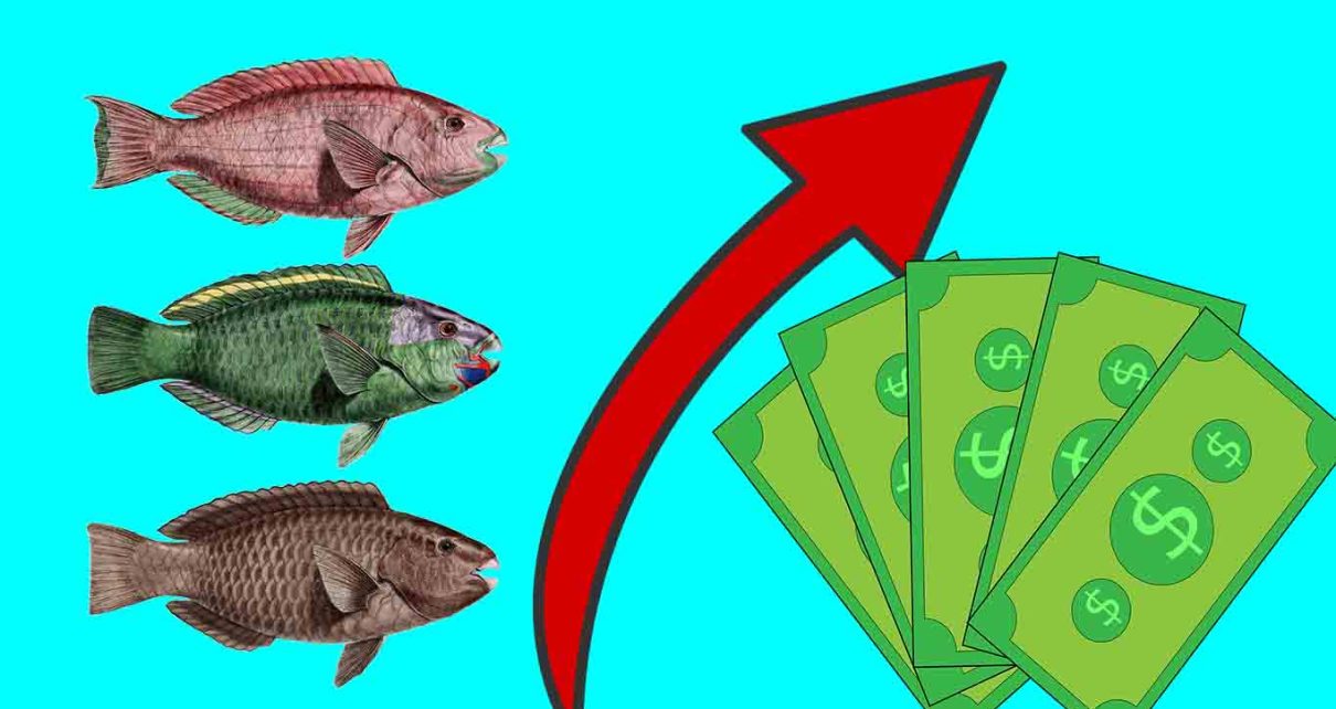 Exportações de peixes de cultivo crescem 72% no segundo trimestre de 2024 fotos pixabay