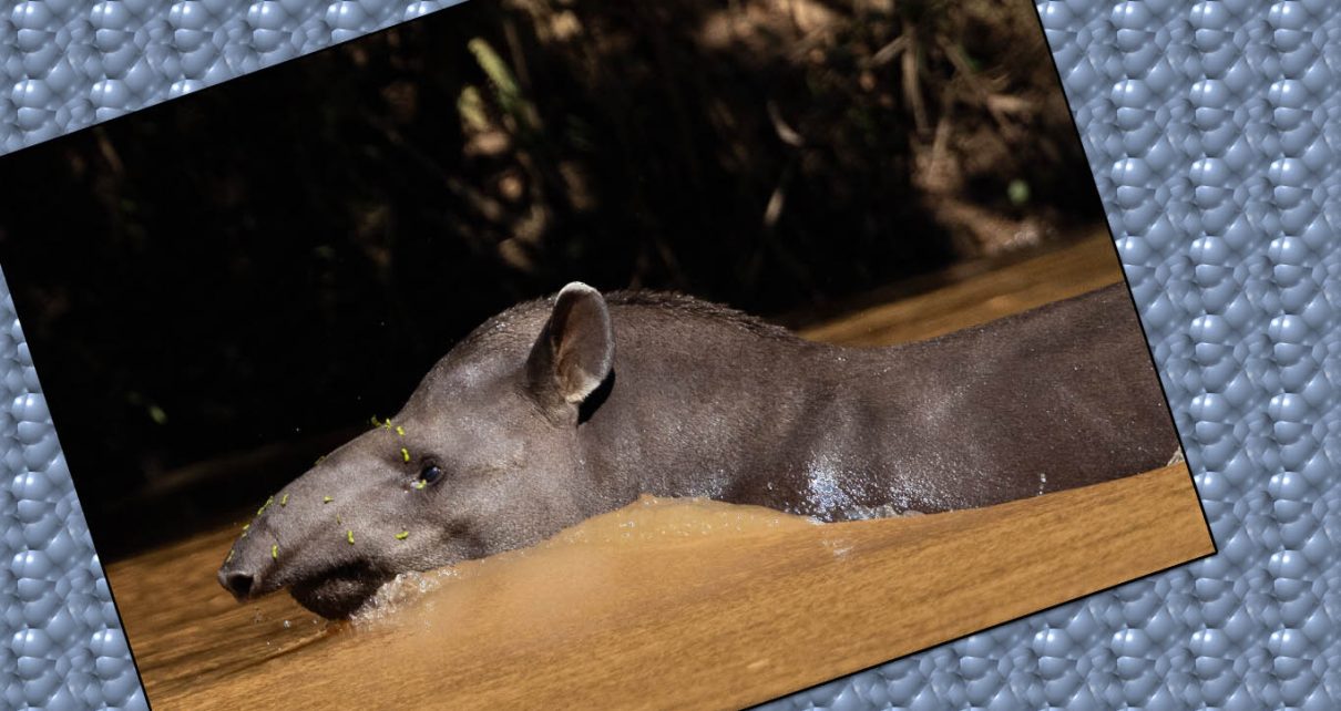 FUNDAÇÃO RENOVA - Inscrições para pesquisa de biodiversidade na bacia do rio Doce vão até o dia 29 de julho foto Renato Viotti VR360 Divulgação