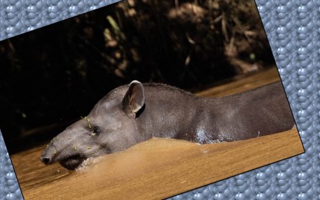 FUNDAÇÃO RENOVA - Inscrições para pesquisa de biodiversidade na bacia do rio Doce vão até o dia 29 de julho foto Renato Viotti VR360 Divulgação