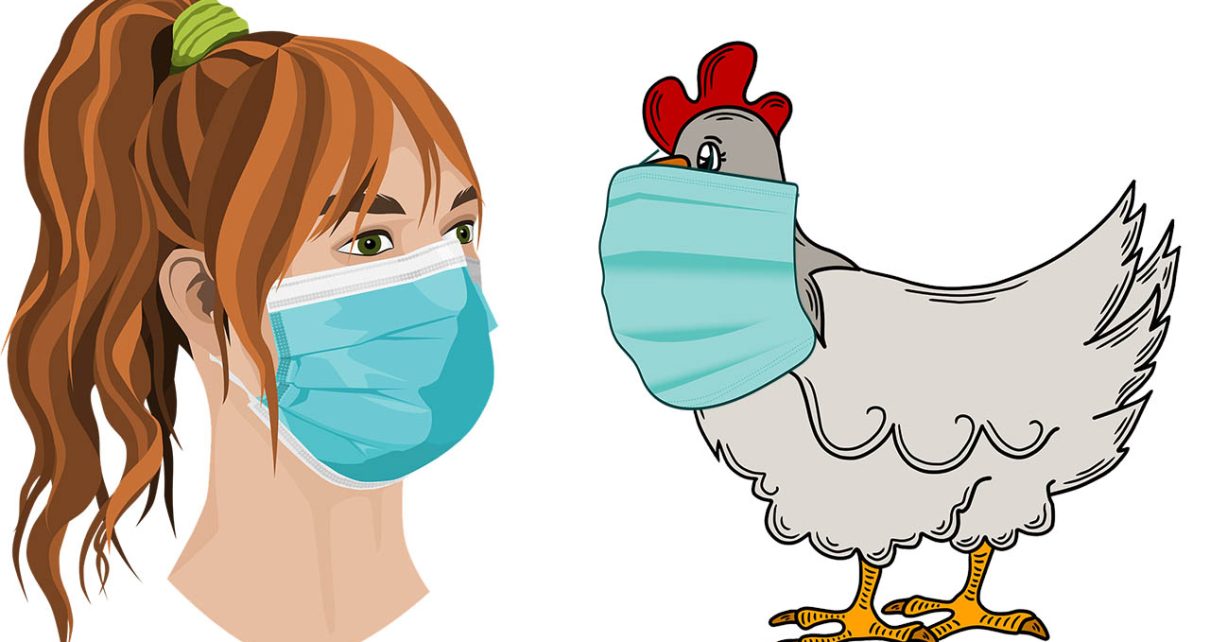 Colorado Declara Estado de Emergência devido a gripe aviária 1,8 milhão de frangos serão abatidos; O surto também está sendo comparado ao início da pandemia de Covid-19 - VÍDEO ABATE EM MASSA
