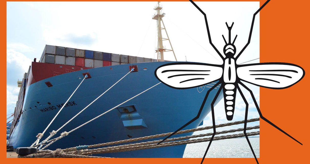 malaria em santos fotos pixabay
