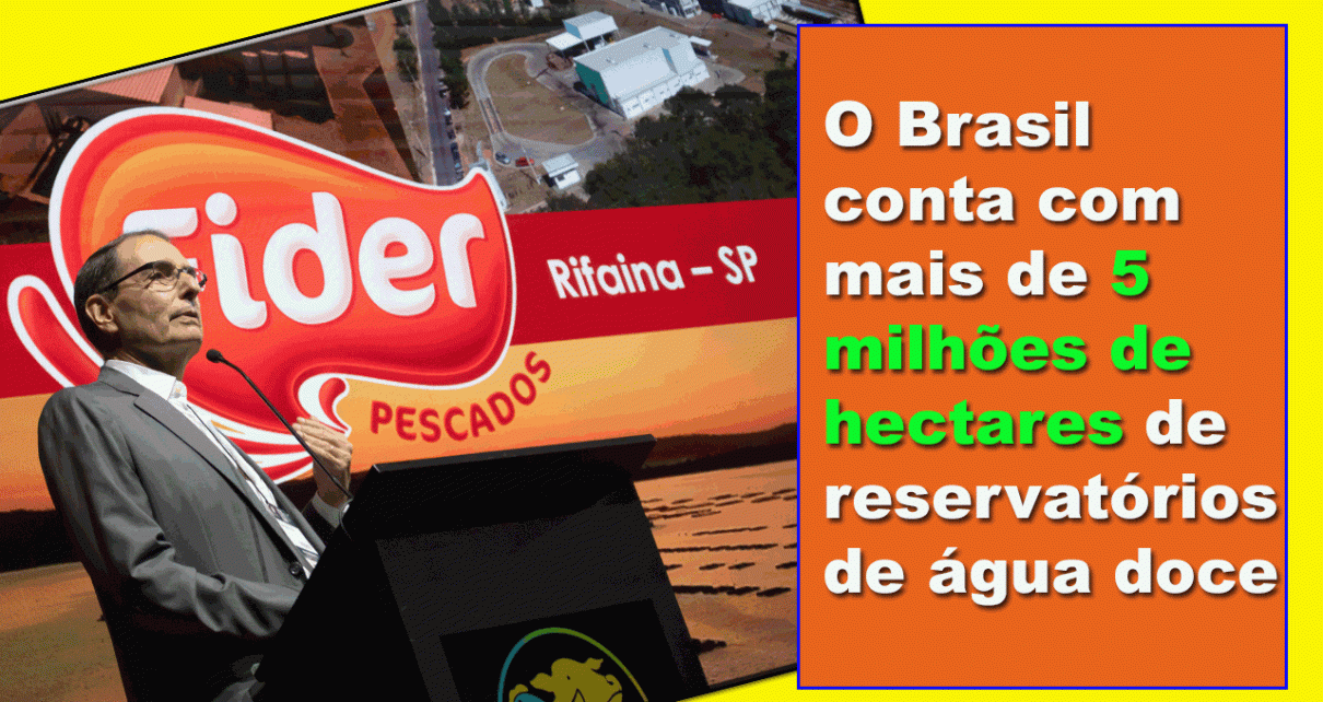 Tilápia caminha para ser a próxima força global da proteína brasileira, afirma diretor da MCassab