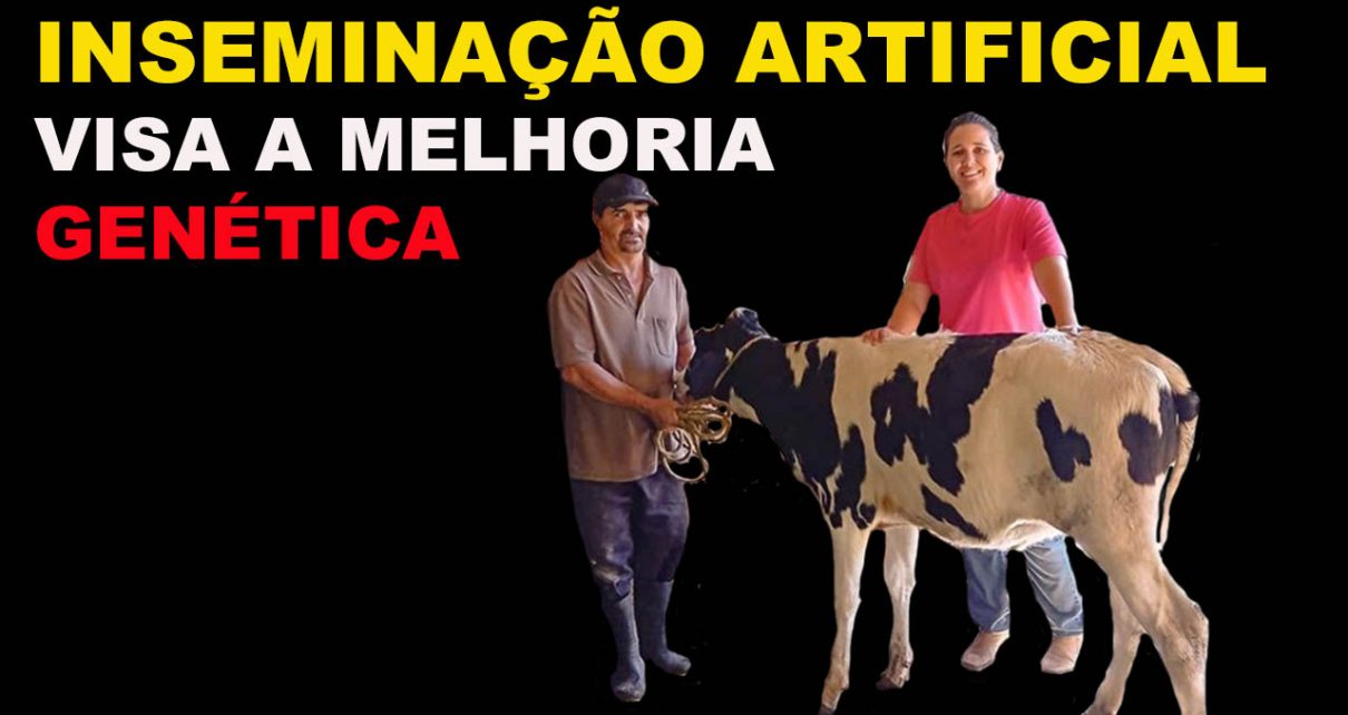 LEITEIRO - Projeto ajuda a melhorar a genética de rebanho leiteiro
