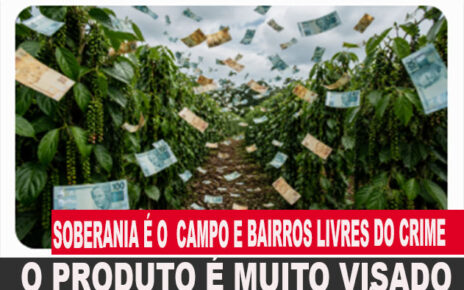 PIMENTA-DO-REINO MELHORA PREÇOS E BATE RECORDE FOTO GROCK
